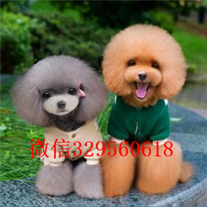 怒江专业繁殖泰迪犬买纯种泰迪幼犬专业繁殖小泰迪宝宝纯种泰迪幼犬待售