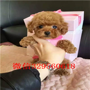 襄樊专业繁殖泰迪犬红色泰迪黑色泰迪纯种泰迪