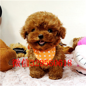 日照哪里有卖纯种泰迪红色泰迪黑色泰迪长不大