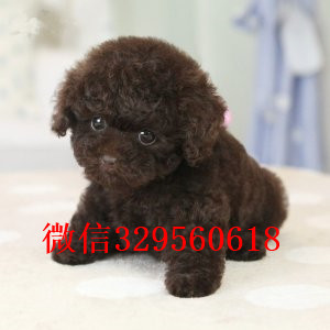 南昌出售纯种泰迪犬多少钱买纯种泰迪幼犬专业