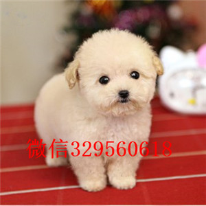 咸宁专业繁殖泰迪犬买纯种泰迪幼犬繁殖可爱玩具体泰迪纯种泰迪幼犬待售