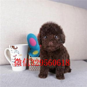 萍乡专业繁殖泰迪犬繁殖可爱玩具体泰迪繁殖可爱玩具体泰迪纯种泰迪犬多少钱