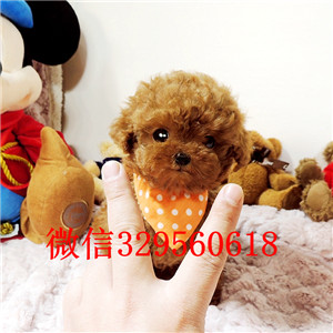 宁河出售纯种泰迪犬多少钱红色泰迪出售纯种泰