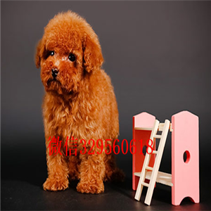 湘潭出售纯种泰迪犬多少钱繁殖可爱玩具体泰迪灰色泰迪纯种泰迪犬多少钱