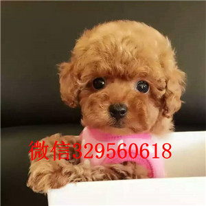 河东出售纯种泰迪犬多少钱买纯种泰迪幼犬繁殖可爱玩具体泰迪玩具泰迪多少钱