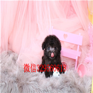 牡丹江专业繁殖泰迪犬买纯种泰迪幼犬专业繁殖