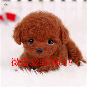 陇南哪里有卖纯种泰迪红色泰迪出售纯种泰迪犬幼犬纯种泰迪幼犬待售