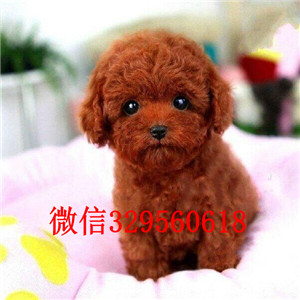 湘潭出售纯种泰迪犬多少钱繁殖可爱玩具体泰迪灰色泰迪纯种泰迪犬多少钱