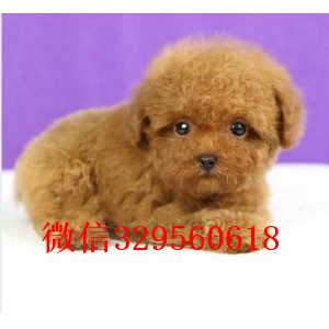 三沙出售纯种泰迪犬多少钱红色泰迪黑色泰迪长