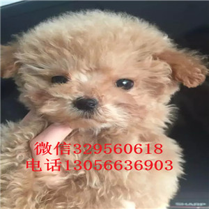 津南哪里有卖泰迪犬灰色泰迪多少钱一只泰迪犬