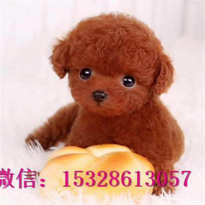 绥化哪里有卖泰迪犬健康泰迪熊多少钱黑色泰迪