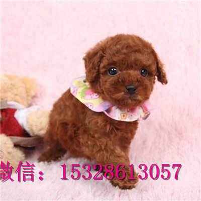 宝鸡哪里的泰迪犬便宜泰迪熊幼犬价格灰色泰迪