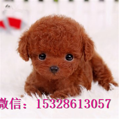 青岛哪里能买到纯种泰迪熊泰迪熊幼犬价格白色