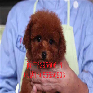 大港哪里有卖泰迪犬灰色泰迪多少钱一只泰迪犬