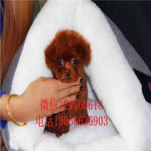 北辰出售纯种健康的泰迪犬黑色泰迪多少钱一只泰迪犬狗场玩具泰迪犬