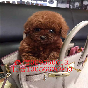 河东哪里有卖泰迪犬黑色泰迪多少钱一只泰迪犬