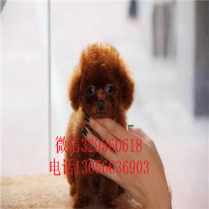 北辰出售纯种健康的泰迪犬黑色泰迪多少钱一只泰迪犬狗场玩具泰迪犬