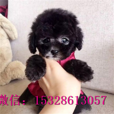 武威哪里能买到泰迪熊纯种泰迪熊多少钱灰色泰迪熊图片泰迪犬幼犬出售
