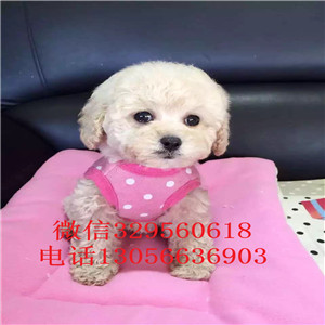 信阳哪里有卖泰迪犬红色泰迪多少钱一只泰迪犬