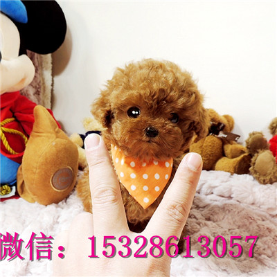 东营哪里有卖泰迪犬纯种泰迪熊多少钱泰迪犬幼