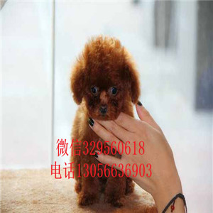 焦作哪里能买到纯种泰迪红色泰迪多少钱一只泰迪犬价格微小泰迪犬