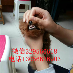 红桥哪里有卖泰迪犬黑色泰迪多少钱一只泰迪犬