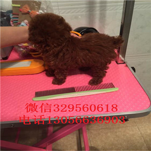 东丽哪里有卖泰迪犬黑色泰迪多少钱一只泰迪犬