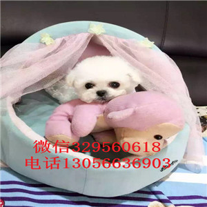 济源哪里有卖泰迪犬白色泰迪多少钱一只泰迪犬