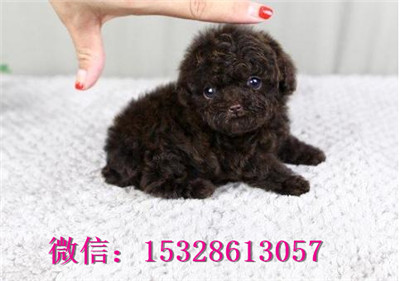 延安哪里有卖泰迪犬双血统泰迪犬多少钱泰迪犬