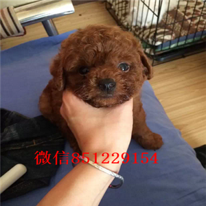 南昌哪里有卖花泰迪“灰白花”专业繁殖花泰迪