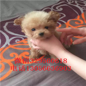 赤峰哪里有卖泰迪犬灰色泰迪多少钱一只泰迪犬狗场茶杯泰迪犬