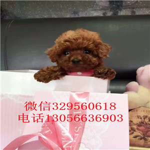 南开出售纯种健康的泰迪犬红色泰迪多少钱一只泰迪犬价格玩具泰迪犬