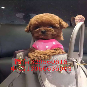 宝坻哪里能买到纯种泰迪红色泰迪多少钱一只泰