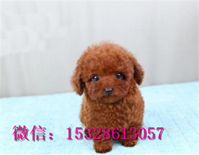 辽阳哪里的泰迪犬便宜赛级泰迪犬价格棕色泰迪