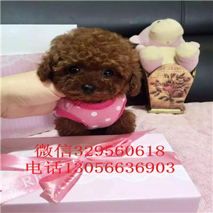 滨州出售纯种健康的泰迪犬灰色泰迪多少钱一只泰迪犬狗场茶杯泰迪犬