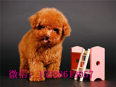 延安哪里有卖泰迪犬双血统泰迪犬多少钱灰色泰