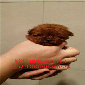 东营哪里有卖泰迪犬黑色泰迪多少钱一只泰迪犬图片玩具泰迪犬