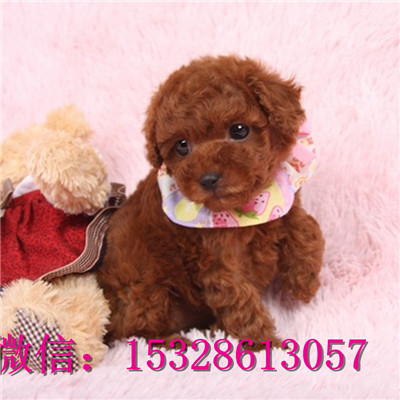 襄樊哪里能买到纯种泰迪熊健康泰迪熊多少钱泰