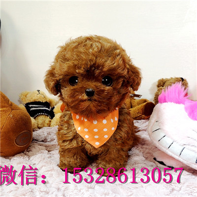 十堰哪里能买到纯种泰迪熊泰迪熊幼犬价格黑色