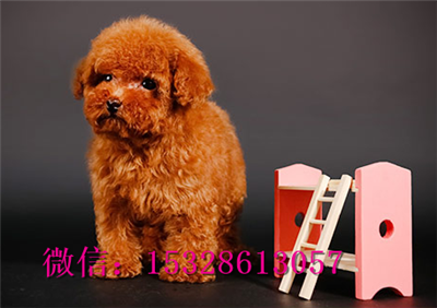 无锡哪里能买到泰迪熊泰迪熊幼犬价格棕色泰迪