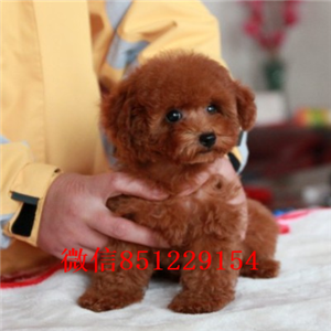 南昌哪里有卖花泰迪“灰白花”专业繁殖花泰迪