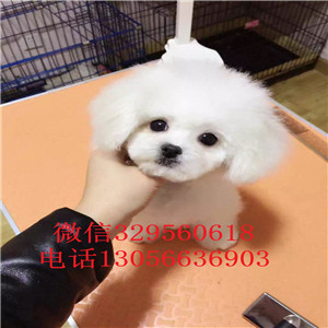 蓟县出售纯种健康的泰迪犬白色泰迪多少钱一只
