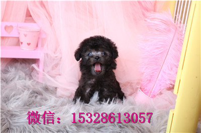 东营哪里有卖泰迪犬纯种泰迪熊多少钱泰迪犬舍