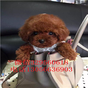 白山出售纯种健康的泰迪犬红色泰迪多少钱一只泰迪犬图片茶杯泰迪犬