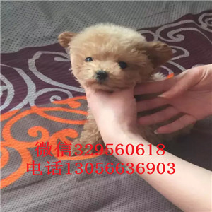 赤峰哪里有卖泰迪犬灰色泰迪多少钱一只泰迪犬狗场茶杯泰迪犬