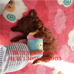 楚雄哪里能买到纯种泰迪红色泰迪多少钱一只泰