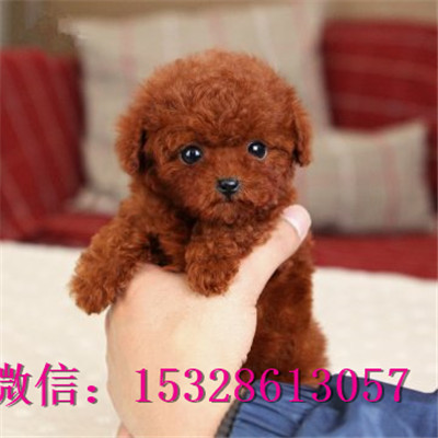 武威哪里能买到泰迪熊纯种泰迪熊多少钱灰色泰