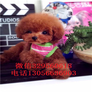 绥化哪里能买到纯种泰迪白色泰迪多少钱一只泰