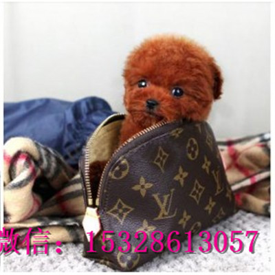 安康哪里有泰迪犬出售健康泰迪熊多少钱泰迪犬幼犬图片泰迪犬幼犬出售