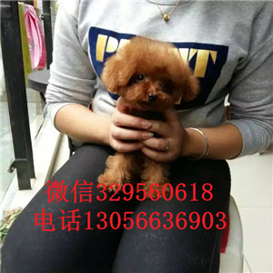 丽江哪里有卖泰迪犬白色泰迪多少钱一只泰迪犬